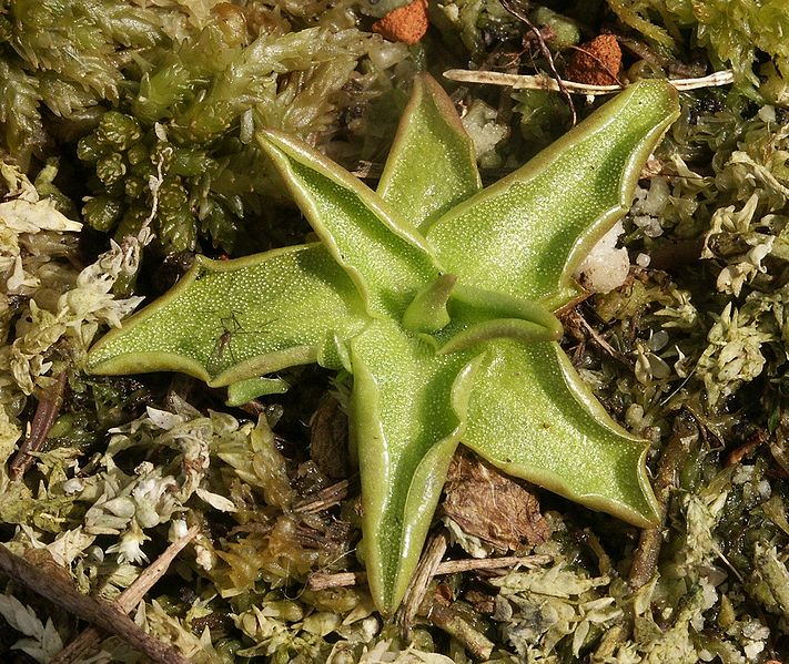 File:Pinguicula vulgaris 230405.jpg