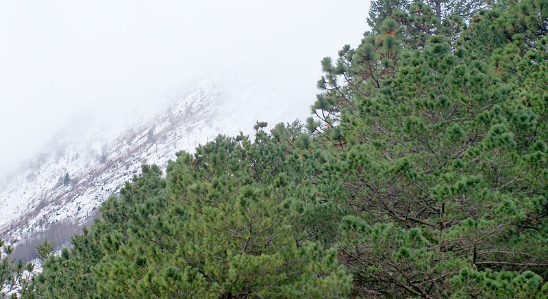 File:Pinus johannis, Los Oyameles, Arteaga, Coahuila 1.jpg