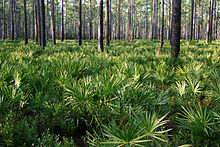 Osceola National Forest Pinus palustris forest, Osceola National Forest.jpg