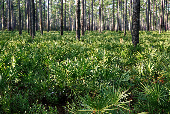 Pinus palustris forest, Osceola National Forest.jpg