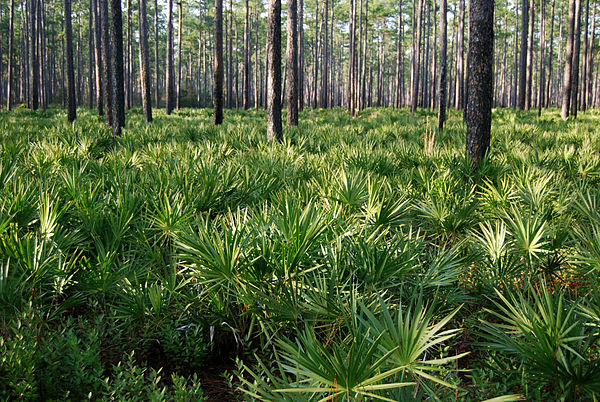 Osceola National Forest