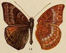 Pl.12-14-Euriphene rotundata (Holland, 1920) .JPG