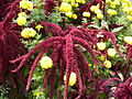 Amaranthus (Amaranthaceae)