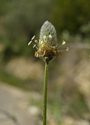 Plantago lagopus