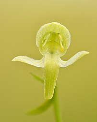 Fleur de platanthère à fleurs verdâtres, orchidée européenne. (définition réelle 4 000 × 5 000)