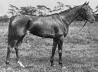 <span class="mw-page-title-main">Pogrom (horse)</span> British Thoroughbred racehorse