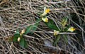 Buchs-Kreuzblume (Polygaloides chamaebuxus)