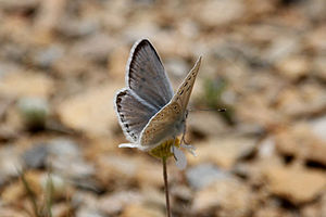 Polyommatus nivescens1.jpg