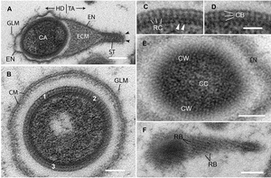 Nucleocytoviricota: Genom, Wirte, Vermehrungszyklus