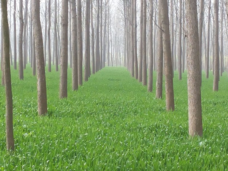 File:Poplar plantation in Saharanpur, UP.jpg