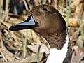 Portrait of the head of a northern pintail duck (Anas acuta).JPG