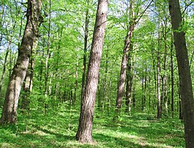 Праліс, північно-західна частина