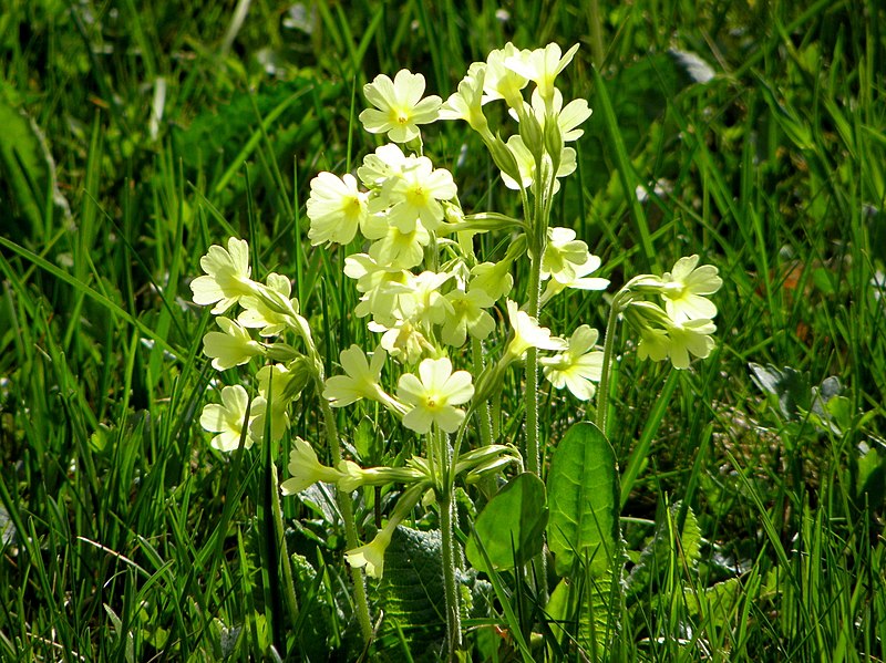 File:Primrose - Flickr - Stiller Beobachter.jpg