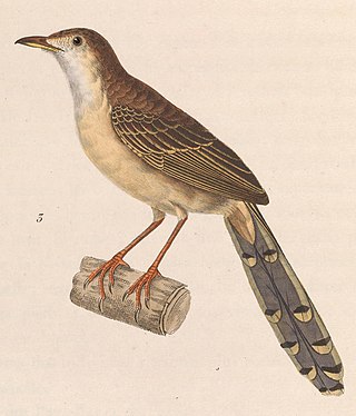 <span class="mw-page-title-main">Brown prinia</span> Species of bird