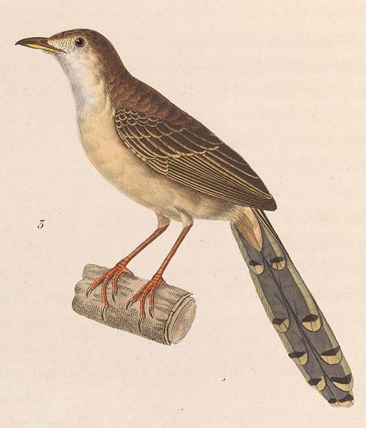 File:Prinia polychroa 1838.jpg