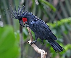 Какад. Попугай Какаду черный. Черный пальмовый Какаду. Probosciger aterrimus (Какаду черный, или пальмовый). Черный краснохвостый Какаду.