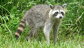 Procyon lotor (Common raccoon)2.jpg