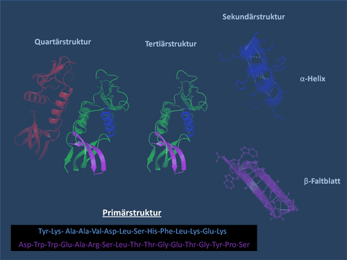 Primärstruktur: Auswirkungen auf die Gestalt des Proteins, Zusammenhang zwischen Nukleotidsequenz und Aminosäuresequenz, Analyse der Primärstruktur