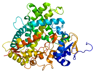 CYP1A2 Enzyme in the human body