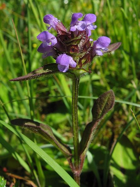 File:Prunella vulgaris.jpeg