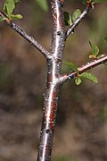 Prunus emarginata