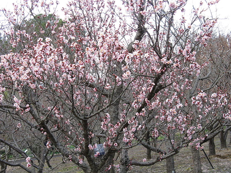 File:Prunus mume Koutoji2.jpg