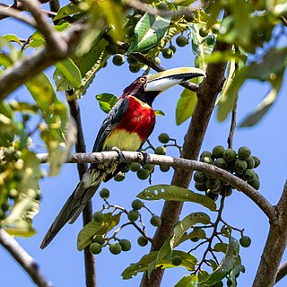 Red-necked aracari Species of bird