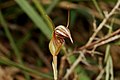 Pterostylis collina