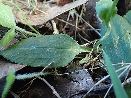 Leaf of P. hispidula Pterostylis hispidula leaf.jpg