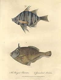 Scobinichthys granulatus