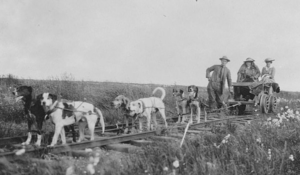 Cart dogs, c. 1900; different in appearance but doing the same work