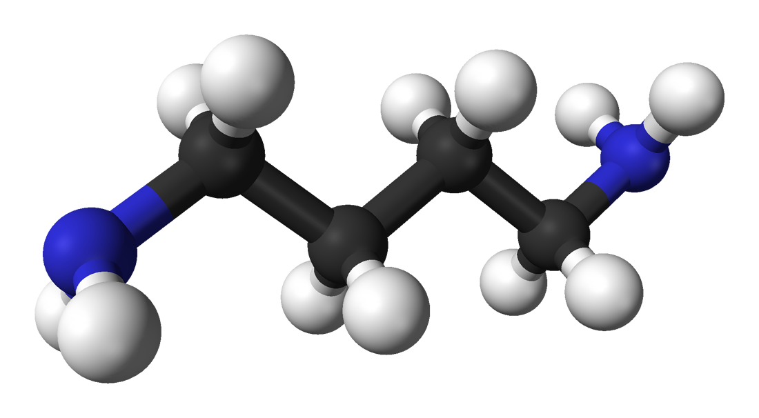 File:Putrescine-3D-balls.png