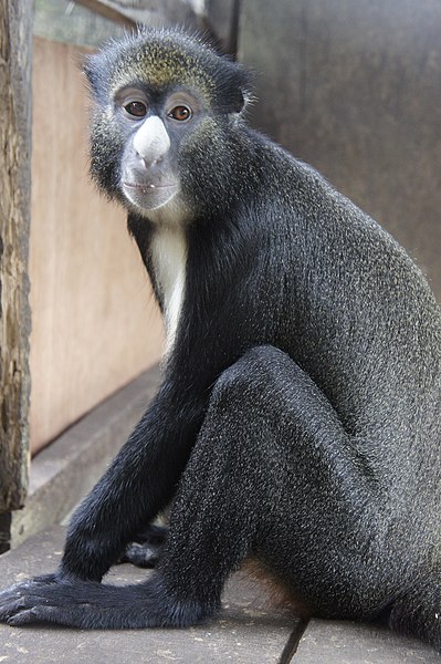 File:Putty-nosed monkey (Cercopithecus nictitans).JPG