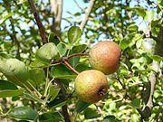 川梨 Afghan pear