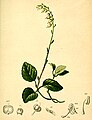 Pyrola secunda Atlas Alpenflora.jpg