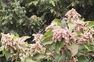 <span class="mw-page-title-main">Taiwan bullfinch</span> Species of bird