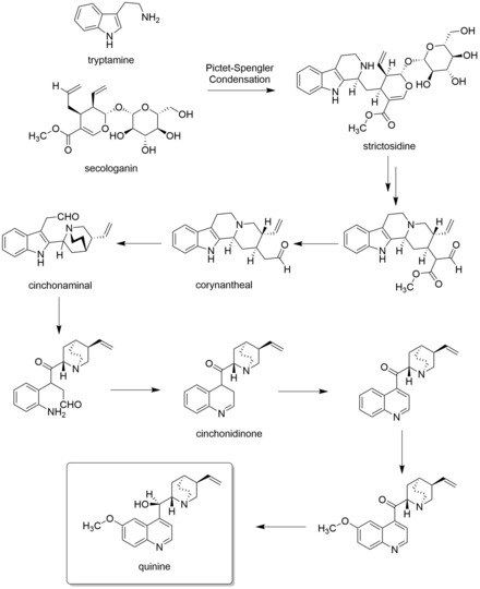 Quinine biosynthesis