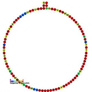 Small nucleolar RNA R20