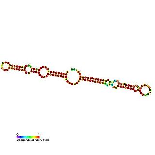 <span class="mw-page-title-main">Small nucleolar RNA SNORA46</span> Non-coding RNA molecule which functions in the biogenesis of other small nuclear RNAs