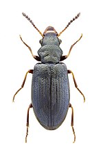 Miniatura para Rabocerus foveolatus