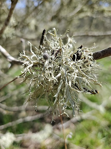 File:Ramalina farinacea 117648815.jpg