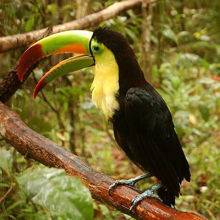 Ramphastos sulfuratus