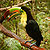 Ramphastos sulfuratus