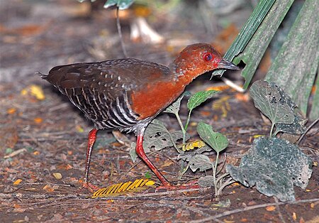 Tập_tin:Red-Legged_Crake.jpg