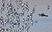 Red-tailed hawk flying towards a flock of dunlins-2545.jpg
