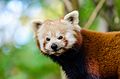 Red Panda (15691205761).jpg
