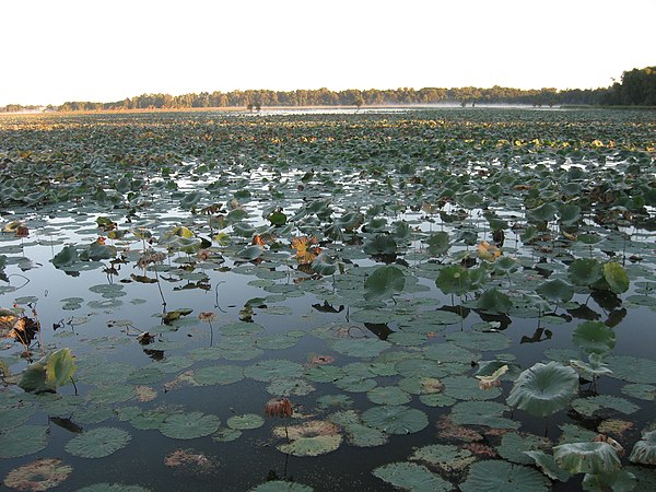 Shallow areas of Reelfoot Lake provide habitat for many aquatic plants