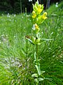 Rhinanthus glacialis Personnat (7582852252).jpg