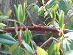 Rododendron bauhiniiflorum båd (8749110037). 
 jpg