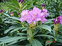 Rhododendron ponticum